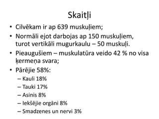 Skaitļi
• Cilvēkam ir ap 639 muskuļiem;
• Normāli ejot darbojas ap 150 muskuļiem,
  turot vertikāli mugurkaulu – 50 muskuļi.
• Pieaugušiem – muskulatūra veido 42 % no visa
  ķermeņa svara;
• Pārējie 58%:
  – Kauli 18%
  – Tauki 17%
  – Asinis 8%
  – Iekšējie orgāni 8%
  – Smadzenes un nervi 3%
 