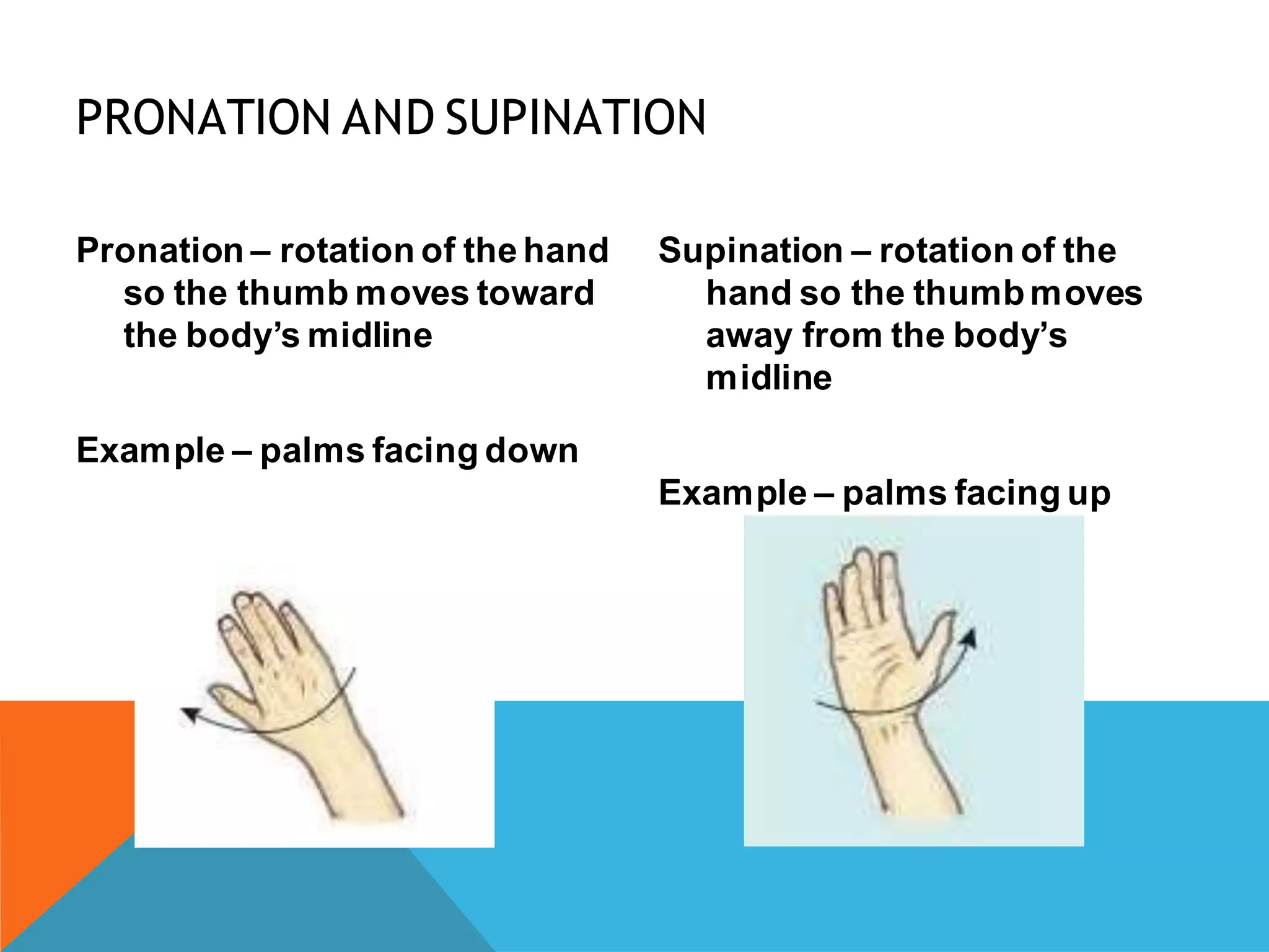 Terminology of movement in anatomy, flexion extension hyperextension ...