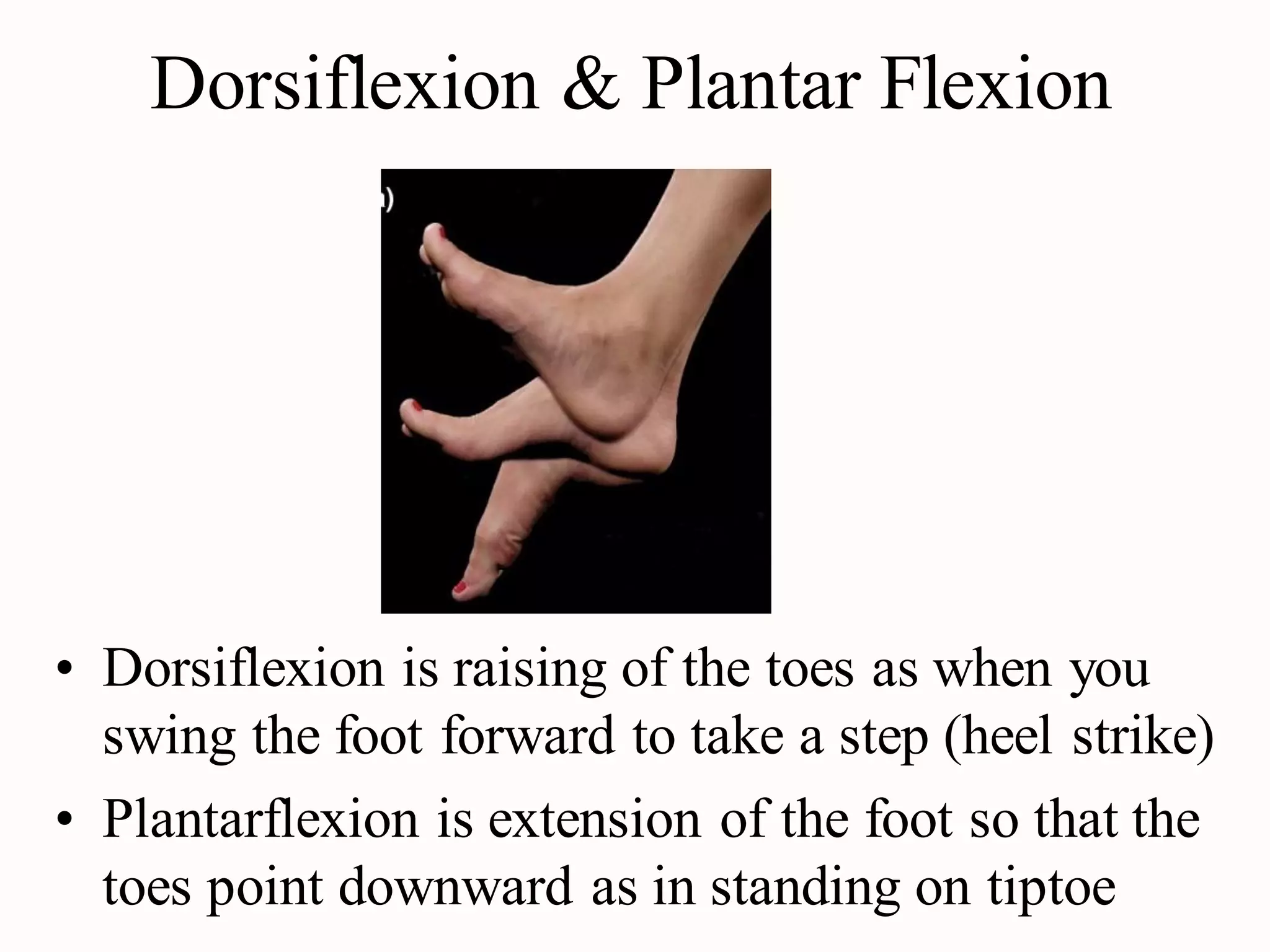 Terminology of movement in anatomy, flexion extension hyperextension