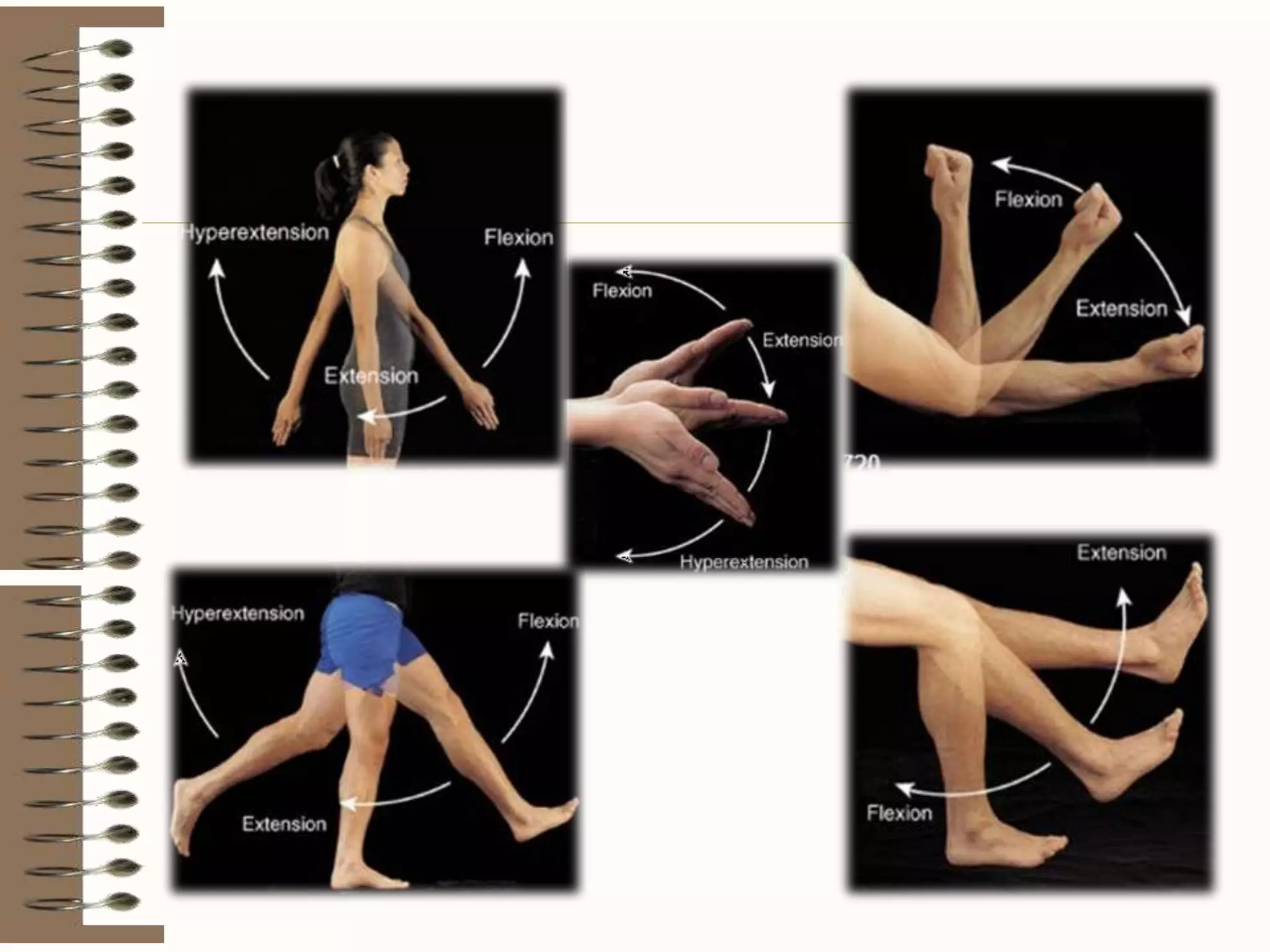 Excursion Flexion Terminology of movement in anatomy, flexion extension hyperextension ...