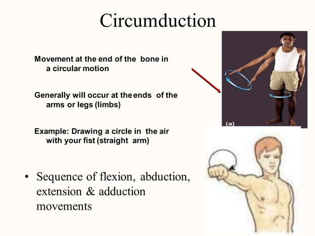 Terminology of movement in anatomy, flexion extension hyperextension ...