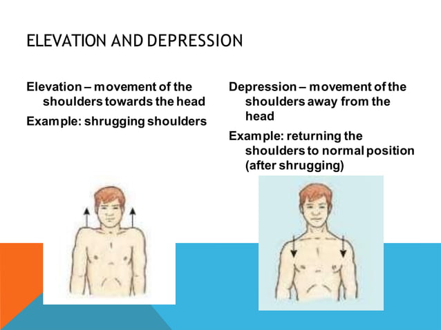 Terminology of movement in anatomy, flexion extension hyperextension ...