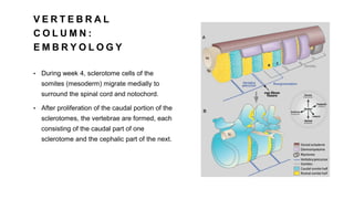 V E R T E B R A L
C O L U M N :
E M B R Y O L O G Y
• During week 4, sclerotome cells of the
somites (mesoderm) migrate medially to
surround the spinal cord and notochord.
• After proliferation of the caudal portion of the
sclerotomes, the vertebrae are formed, each
consisting of the caudal part of one
sclerotome and the cephalic part of the next.
 