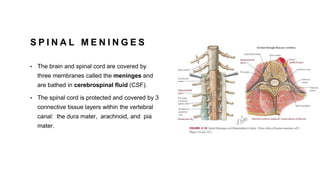 S P I N A L M E N I N G E S
• The brain and spinal cord are covered by
three membranes called the meninges and
are bathed in cerebrospinal fluid (CSF).
• The spinal cord is protected and covered by 3
connective tissue layers within the vertebral
canal: the dura mater, arachnoid, and pia
mater.
 