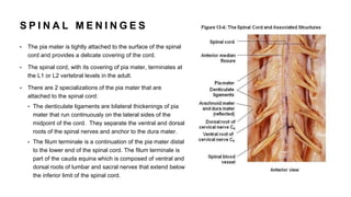 S P I N A L M E N I N G E S
• The pia mater is tightly attached to the surface of the spinal
cord and provides a delicate covering of the cord.
• The spinal cord, with its covering of pia mater, terminates at
the L1 or L2 vertebral levels in the adult.
• There are 2 specializations of the pia mater that are
attached to the spinal cord:
• The denticulate ligaments are bilateral thickenings of pia
mater that run continuously on the lateral sides of the
midpoint of the cord. They separate the ventral and dorsal
roots of the spinal nerves and anchor to the dura mater.
• The filum terminale is a continuation of the pia mater distal
to the lower end of the spinal cord. The filum terminale is
part of the cauda equina which is composed of ventral and
dorsal roots of lumbar and sacral nerves that extend below
the inferior limit of the spinal cord.
 