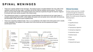 S P I N A L M E N I N G E S
• There are 2 spaces related to the meninges. The epidural space is located between the inner walls of the
vertebral canal and the dura mater. It contains fat and the internal vertebral venous plexus. The venous
plexus runs the entire length of the epidural space and continues superiorly through the foramen magnum
to connect with dural venous sinuses in the cranial cavity.
• The subarachnoid space is a pressurized space located between the arachnoid and pia mater layers. It
contains cerebrospinal fluid (CSF), which bathes the spinal cord and spinal nerve roots within the dural sac,
and terminates at the second sacral vertebral level.
• There are 2 important vertebral levels. The L1 or L2 vertebrae is the inferior limit of the spinal cord in adults
(conus medullaris). S2 vertebra is the inferior limit of the dural sac and the subarachnoid space
(cerebrospinal fluid).
 