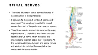 S P I N A L N E R V E S
• There are 31 pairs of spinal nerves attached to
each segment of the spinal cord:
• 8 cervical, 12 thoracic, 5 lumbar, 5 sacral, and 1
coccygeal. The spinal nerves with the cranial
nerves form part of the peripheral nervous system.
• The C2 nerve exits via the intervertebral foramen
superior to the C2 vertebra, and so on, until one
reaches the C8 nerve, which then exits the
intervertebral foramen above the T1 vertebra. All
the remaining thoracic, lumbar, and sacral nerves
exit via the intervertebral foramen below the
vertebra of the same number
 