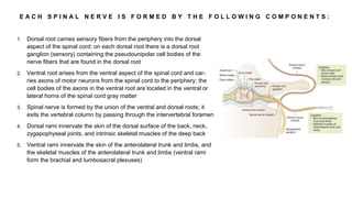 E A C H S P I N A L N E R V E I S F O R M E D B Y T H E F O L L O W I N G C O M P O N E N T S :
1. Dorsal root carries sensory fibers from the periphery into the dorsal
aspect of the spinal cord; on each dorsal root there is a dorsal root
ganglion (sensory) containing the pseudounipolar cell bodies of the
nerve fibers that are found in the dorsal root
2. Ventral root arises from the ventral aspect of the spinal cord and car-
ries axons of motor neurons from the spinal cord to the periphery; the
cell bodies of the axons in the ventral root are located in the ventral or
lateral horns of the spinal cord gray matter
3. Spinal nerve is formed by the union of the ventral and dorsal roots; it
exits the vertebral column by passing through the intervertebral foramen
4. Dorsal rami innervate the skin of the dorsal surface of the back, neck,
zygapophyseal joints, and intrinsic skeletal muscles of the deep back
5. Ventral rami innervate the skin of the anterolateral trunk and limbs, and
the skeletal muscles of the anterolateral trunk and limbs (ventral rami
form the brachial and lumbosacral plexuses)
 