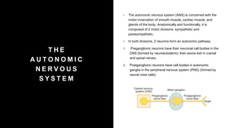 T H E
A U T O N O M I C
N E R V O U S
S Y S T E M
• The autonomic nervous system (ANS) is concerned with the
motor innervation of smooth muscle, cardiac muscle, and
glands of the body. Anatomically and functionally, it is
composed of 2 motor divisions: sympathetic and
parasympathetic.
• In both divisions, 2 neurons form an autonomic pathway.
1. Preganglionic neurons have their neuronal cell bodies in the
CNS (formed by neuroectoderm); their axons exit in cranial
and spinal nerves.
2. Postganglionic neurons have cell bodies in autonomic
ganglia in the peripheral nervous system (PNS) (formed by
neural crest cells)
 