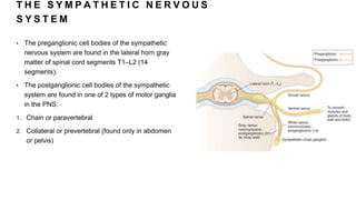 T H E S Y M P A T H E T I C N E R V O U S
S Y S T E M
• The preganglionic cell bodies of the sympathetic
nervous system are found in the lateral horn gray
matter of spinal cord segments T1–L2 (14
segments).
• The postganglionic cell bodies of the sympathetic
system are found in one of 2 types of motor ganglia
in the PNS:
1. Chain or paravertebral
2. Collateral or prevertebral (found only in abdomen
or pelvis)
 