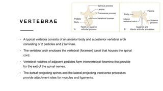 V E R T E B R A E
• A typical vertebra consists of an anterior body and a posterior vertebral arch
consisting of 2 pedicles and 2 laminae.
• The vertebral arch encloses the vertebral (foramen) canal that houses the spinal
cord.
• Vertebral notches of adjacent pedicles form intervertebral foramina that provide
for the exit of the spinal nerves.
• The dorsal projecting spines and the lateral projecting transverse processes
provide attachment sites for muscles and ligaments.
 