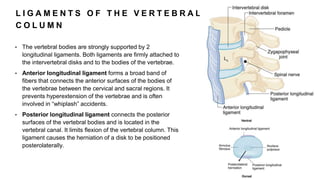 L I G A M E N T S O F T H E V E R T E B R A L
C O L U M N
• The vertebral bodies are strongly supported by 2
longitudinal ligaments. Both ligaments are firmly attached to
the intervertebral disks and to the bodies of the vertebrae.
• Anterior longitudinal ligament forms a broad band of
fibers that connects the anterior surfaces of the bodies of
the vertebrae between the cervical and sacral regions. It
prevents hyperextension of the vertebrae and is often
involved in “whiplash” accidents.
• Posterior longitudinal ligament connects the posterior
surfaces of the vertebral bodies and is located in the
vertebral canal. It limits flexion of the vertebral column. This
ligament causes the herniation of a disk to be positioned
posterolaterally.
 