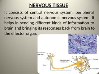 Tissue Types & Structures and functions | PPTX
