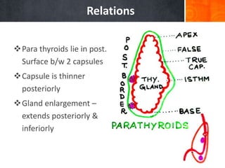 3 thyroid gland final | PPTX