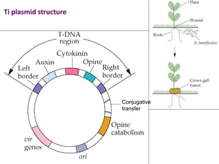 Ti plasmid structure
Conjugative
transfer
 