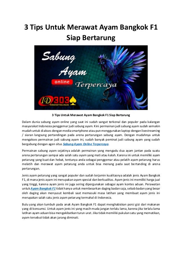 3 Tips Untuk Merawat Ayam Bangkok F1 Siap Bertarung