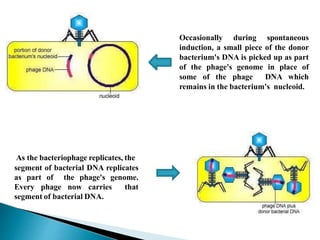 Occasionally during spontaneous
induction, a small piece of the donor
bacterium's DNA is picked up as part
of the phage's genome in place of
some of the phage DNA which
remains in the bacterium's nucleoid.
As the bacteriophage replicates, the
segment of bacterial DNA replicates
as part of the phage's genome.
Every phage now carries that
segment of bacterial DNA.
 