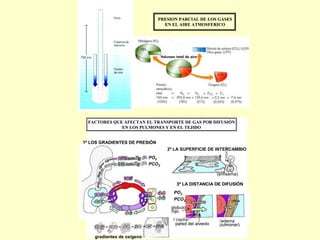 PRESION PARCIAL DE LOS GASES
EN EL AIRE ATMOSFERICO
PRESION PARCIAL DE LOS GASES
EN EL AIRE ATMOSFERICO
1º LOS GRADIENTES DE PRESIÓN
2º LA SUPERFICIE DE INTERCAMBIO
3º LA DISTANCIA DE DIFUSIÓN
PO2
PCO2
PO2
PCO2
(enfisema)
(edema
pulmonar)
pared capilar
pared del alveolo
globulo
rojo
gradientes de oxígeno
1º LOS GRADIENTES DE PRESIÓN
2º LA SUPERFICIE DE INTERCAMBIO
3º LA DISTANCIA DE DIFUSIÓN
PO2
PCO2
PO2
PCO2
(enfisema)
(edema
pulmonar)
pared capilar
pared del alveolo
globulo
rojo
gradientes de oxígeno
FACTORES QUE AFECTAN EL TRANSPORTE DE GAS POR DIFUSIÓN
EN LOS PULMONES Y EN EL TEJIDO
FACTORES QUE AFECTAN EL TRANSPORTE DE GAS POR DIFUSIÓN
EN LOS PULMONES Y EN EL TEJIDO
 