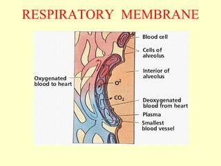 RESPIRATORY MEMBRANE
 