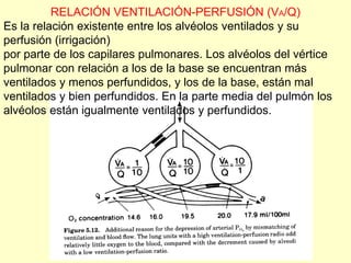 RELACIÓN VENTILACIÓN-PERFUSIÓN (VA/Q)
Es la relación existente entre los alvéolos ventilados y su
perfusión (irrigación)
por parte de los capilares pulmonares. Los alvéolos del vértice
pulmonar con relación a los de la base se encuentran más
ventilados y menos perfundidos, y los de la base, están mal
ventilados y bien perfundidos. En la parte media del pulmón los
alvéolos están igualmente ventilados y perfundidos.
 