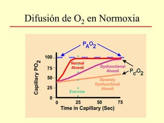 Difusión de O2 en Normoxia
 