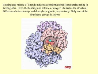Binding and release of ligands induces a conformational (structural) change in
hemoglobin. Here, the binding and release of oxygen illustrates the structural
differences between oxy- and deoxyhemoglobin, respectively. Only one of the
four heme groups is shown.
 