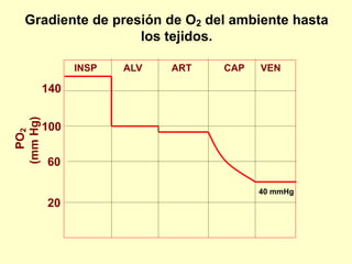 20
60
100
140
INSP ALV ART CAP VEN
Gradiente de presión de O2 del ambiente hasta
los tejidos.
PO
2
(mm
Hg)
40 mmHg
 