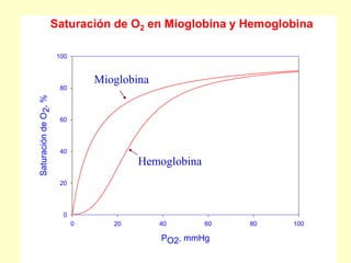 PO2, mmHg
0 20 40 60 80 100
Saturación
de
O
2
,
%
0
20
40
60
80
100
Saturación de O2 en Mioglobina y Hemoglobina
Hemoglobina
Mioglobina
 