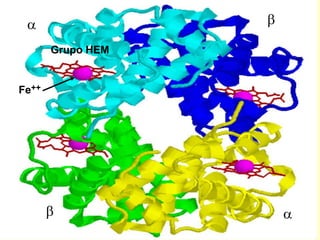b
b


Grupo HEM
Fe++
 