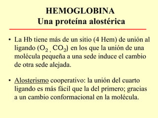 HEMOGLOBINA
Una proteína alostérica
• La Hb tiene más de un sitio (4 Hem) de unión al
ligando (O2 , CO2) en los que la unión de una
molécula pequeña a una sede induce el cambio
de otra sede alejada.
• Alosterismo cooperativo: la unión del cuarto
ligando es más fácil que la del primero; gracias
a un cambio conformacional en la molécula.
 