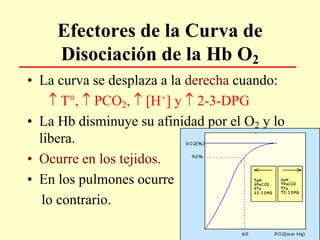 Efectores de la Curva de
Disociación de la Hb O2
• La curva se desplaza a la derecha cuando:
 T°,  PCO2,  [H+] y  2-3-DPG
• La Hb disminuye su afinidad por el O2 y lo
libera.
• Ocurre en los tejidos.
• En los pulmones ocurre
lo contrario.
 