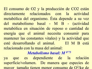 El consumo de O2 y la producción de CO2 están
directamente relacionados con la actividad
metabólica del organismo. Ésta depende a su vez
del metabolismo basal - M B - (actividad
metabólica en situación de reposo o cantidad de
energía que el animal necesita consumir para
mantener las constantes vitales) y la actividad que
esté desarrollando el animal. El M B está
relacionado con la masa del animal:
Metabolismo basal: M 0’75
ya que es dependiente de la relación
superficie/volumen. De manera que especies de
mayor tamaño tienen menor consumo de O2/kg de
 