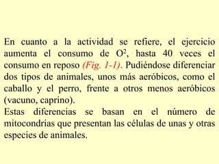 En cuanto a la actividad se refiere, el ejercicio
aumenta el consumo de O2, hasta 40 veces el
consumo en reposo (Fig. 1-1). Pudiéndose diferenciar
dos tipos de animales, unos más aeróbicos, como el
caballo y el perro, frente a otros menos aeróbicos
(vacuno, caprino).
Estas diferencias se basan en el número de
mitocondrias que presentan las células de unas y otras
especies de animales.
 