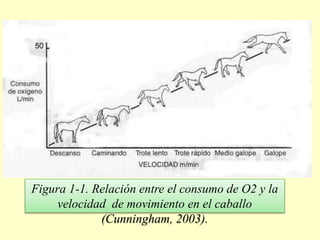 Figura 1-1. Relación entre el consumo de O2 y la
velocidad de movimiento en el caballo
(Cunningham, 2003).
 