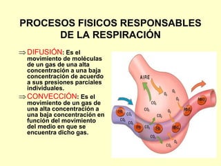 PROCESOS FISICOS RESPONSABLES
DE LA RESPIRACIÓN
DIFUSIÓN: Es el
movimiento de moléculas
de un gas de una alta
concentración a una baja
concentración de acuerdo
a sus presiones parciales
individuales.
CONVECCIÓN: Es el
movimiento de un gas de
una alta concentración a
una baja concentración en
función del movimiento
del medio en que se
encuentra dicho gas.
 