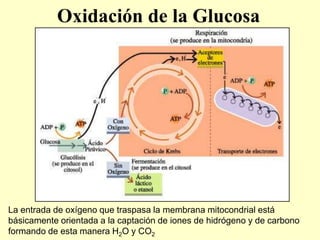Oxidación de la Glucosa
La entrada de oxígeno que traspasa la membrana mitocondrial está
básicamente orientada a la captación de iones de hidrógeno y de carbono
formando de esta manera H2O y CO2
 