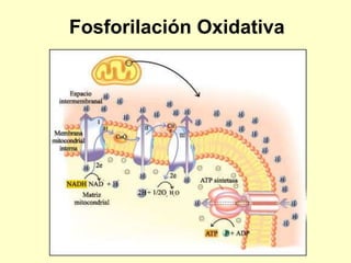 Fosforilación Oxidativa
 