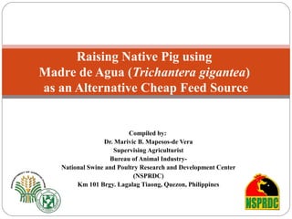 Compiled by:
Dr. Marivic B. Mapesos-de Vera
Supervising Agriculturist
Bureau of Animal Industry-
National Swine and Poultry Research and Development Center
(NSPRDC)
Km 101 Brgy. Lagalag Tiaong, Quezon, Philippines
Raising Native Pig using
Madre de Agua (Trichantera gigantea)
as an Alternative Cheap Feed Source
 