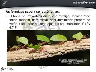As formigas sabem ser autônomas.
• O texto de Provérbios diz que a formiga, mesmo "não
tendo superior, nem oficial, nem dominador, prepara no
verão o seu pão; na sega ajunta o seu mantimento" (Pv
6.7,8).
 