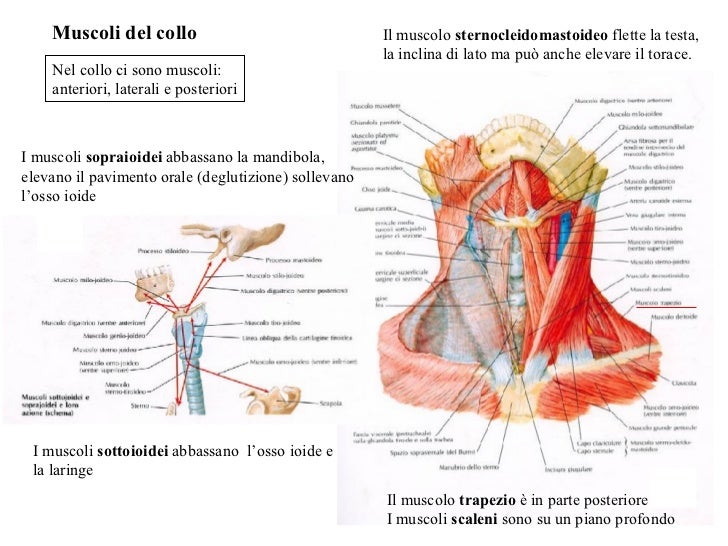 Mal di schiena tra pale a destra che questo