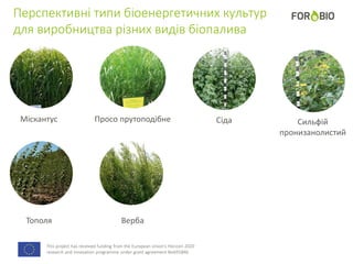 This project has received funding from the European Union's Horizon 2020
research and innovation programme under grant agreement No691846.
Перспективні типи біоенергетичних культур
для виробництва різних видів біопалива
Міскантус Просо прутоподібне Сіда Сильфій
пронизанолистий
Тополя Верба
 