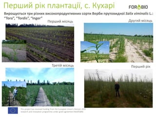 This project has received funding from the European Union's Horizon 2020
research and innovation programme under grant agreement No691846.
Перший рік плантації, с. Кухарі
Перший місяць Другий місяць
Перший рікТретій місяць
Вирощується три різних високопродуктивних сорти Верби прутовидної Salix viminalis L.:
“Tora”, “Tordis”, “Inger”
 