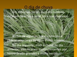 O dia de chuva Um mês mais tarde, num dia nublado estavam os tufos a rezar para que chovesse. Ao fim de algumas horas começou a chover uma carga de água muito intensa. No dia seguinte , com a chuva do dia anterior,  eles ficaram muito contentes por, terem ficado grandes e muito verdes. 