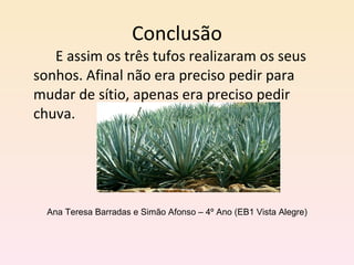 Conclusão E assim os três tufos realizaram os seus sonhos. Afinal não era preciso pedir para mudar de sítio, apenas era preciso pedir chuva. Ana Teresa Barradas e Simão Afonso – 4º Ano (EB1 Vista Alegre) 