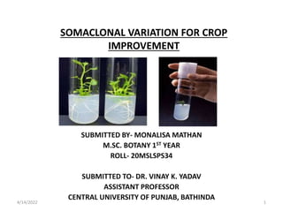 SOMACLONAL VARIATION FOR CROP
IMPROVEMENT
SUBMITTED BY- MONALISA MATHAN
M.SC. BOTANY 1ST YEAR
ROLL- 20MSLSPS34
SUBMITTED TO- DR. VINAY K. YADAV
ASSISTANT PROFESSOR
CENTRAL UNIVERSITY OF PUNJAB, BATHINDA
4/14/2022 1
 