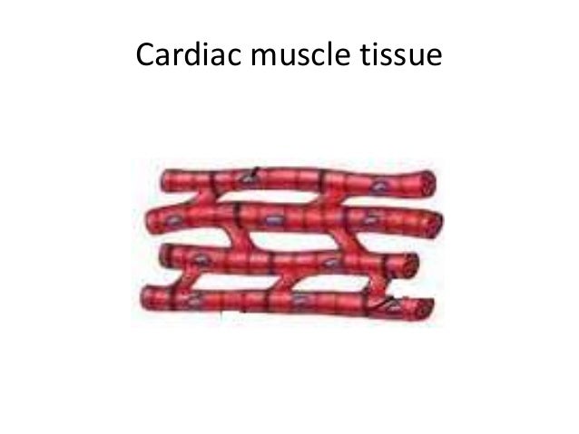 3 Types Of Muscle Tissue 3 Types Of Muscle Tissue