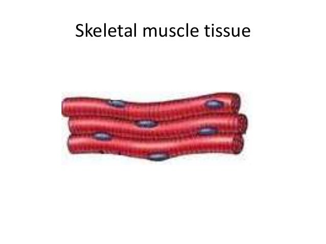 3 Types Of Muscle Tissue 3 Types Of Muscle Tissue