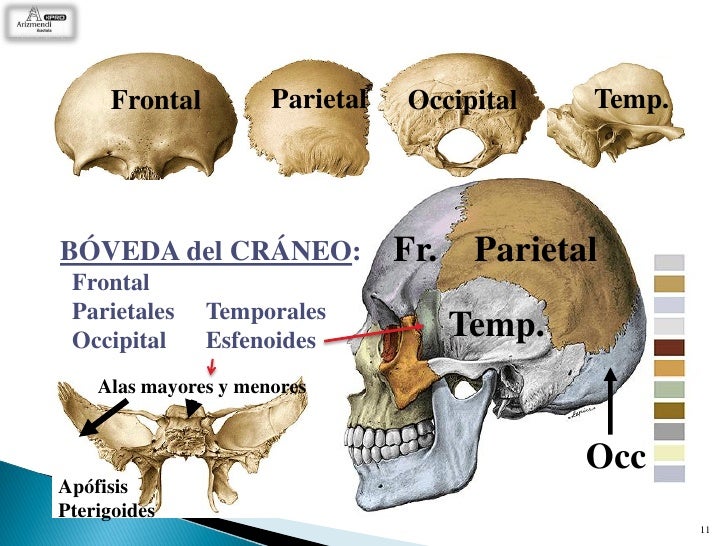 3 Ud Huesos y músculos