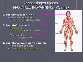 Aanpassingen tijdens
        MAXIMALE INSPANNING: VO2max
1. Zuurstoftoevoer (AH)
    - Ademminuutvolume
      (Ademvolume x ademfrequentie)

2. Zuurstoftransport
    - Hartdebiet
       (slagvolume x hartfrequentie)

    - Bloedsomloop
              (Vasodilatatie)

3. Zuurstofverwerking vd spieren
    - Hemoglobinegehalte
    - O2 extractie thv de spieren
 
