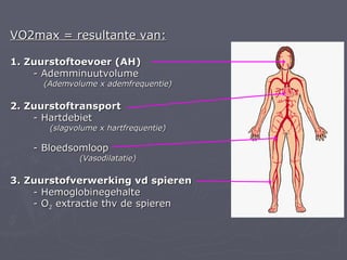 VO2max = resultante van:

1. Zuurstoftoevoer (AH)
    - Ademminuutvolume
      (Ademvolume x ademfrequentie)

2. Zuurstoftransport
    - Hartdebiet
       (slagvolume x hartfrequentie)

    - Bloedsomloop
              (Vasodilatatie)

3. Zuurstofverwerking vd spieren
    - Hemoglobinegehalte
    - O2 extractie thv de spieren
 